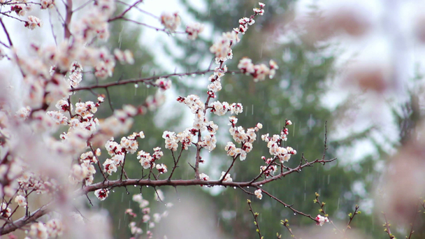 Cherry flowers - Footage, Video