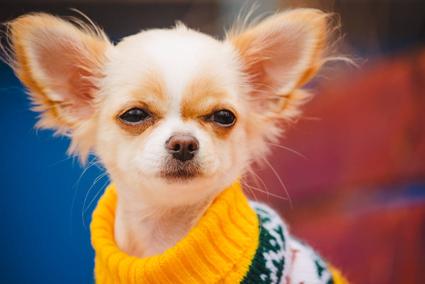 Malý čivavský pes na lavičce. Roztomilý domácí mazlíček venku. Chihuahua štěně v parku v oblečení. - Fotografie, Obrázek