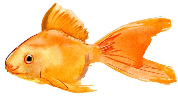 Gold fish. - Foto, imagen