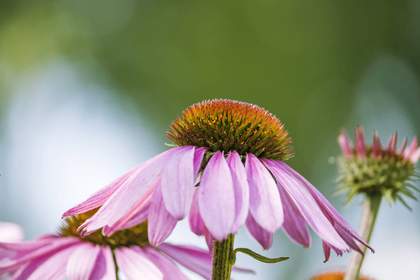 pink echinacea flowers on a green background of nature close-up. - Photo, Image
