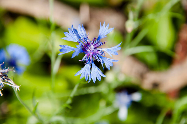 centaurea. centaurea flor primer plano. naturaleza macro fotografía. hermosa flor azul. jardín de verano. primavera floración flor. - Foto, Imagen