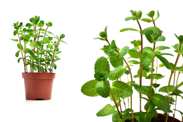 Fresh mint in a pot isolated on white background.  - Photo, Image
