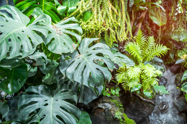 Plantas tropicales fondo de hojas verdes de la textura de la hoja de planta Monstera. - Foto, Imagen