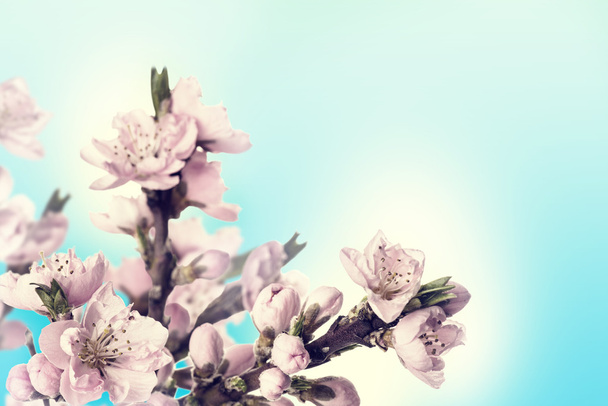 κάρτα με λουλούδια ροδάκινο - Φωτογραφία, εικόνα