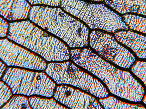 Onion epidermus micrograph - Photo, Image
