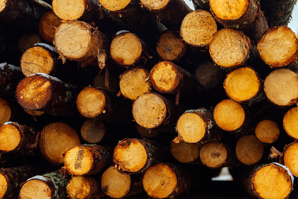 la textura de muchos troncos de árboles. los troncos de árboles aserrados se almacenan en el almacén de una empresa industrial. deforestación para la producción de productos de madera - Foto, imagen