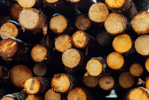die Textur vieler Baumstämme. Die abgesägten Baumstämme werden im Lager eines Industrieunternehmens gelagert. Entwaldung für die Produktion von Holzprodukten - Foto, Bild