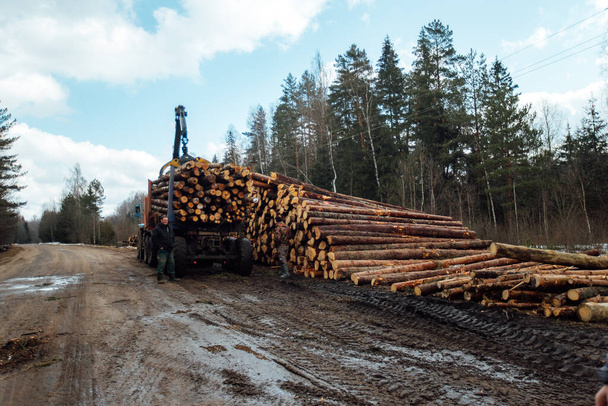 la grúa carga los árboles. los troncos de árbol cortados se cargan en el cuerpo del transportador. carga industrial para la planta de carpintería - Foto, Imagen