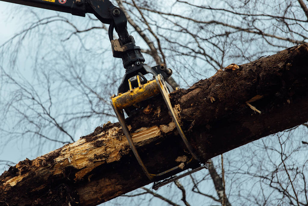 Nosturi kuormaa puut. leikatut puunrungot lastataan kuljettimen runkoon. puunjalostuslaitoksen teollinen lasti - Valokuva, kuva
