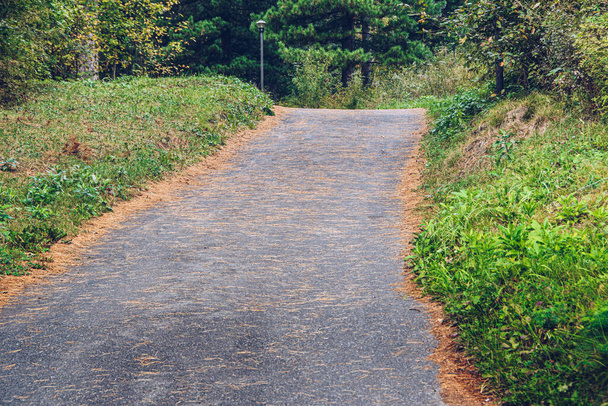 Мощеная дорога в зеленом лесу. Желтые сосновые иголки выстроились. Прогулка в осеннем парке - Фото, изображение