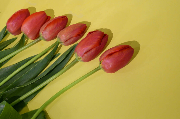 bouquet of beautiful tulips on bright background, spring concept, close view   - Photo, Image