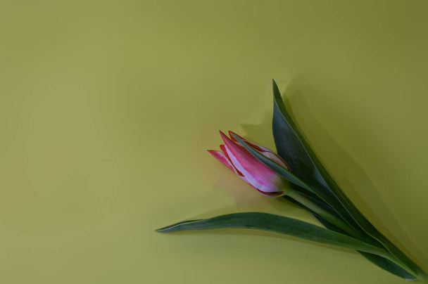 schöne Tulpe auf hellem Hintergrund, Frühlingskonzept, Nahsicht  - Foto, Bild