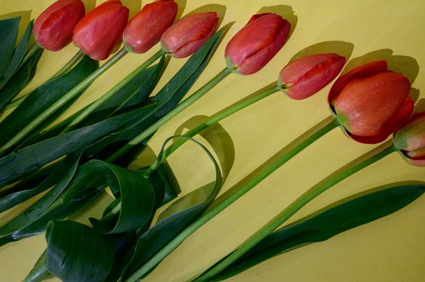 ramo de hermosos tulipanes sobre fondo brillante, concepto de primavera, vista cercana   - Foto, Imagen
