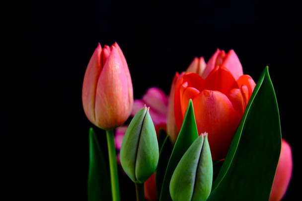 ramo de hermosos tulipanes sobre fondo oscuro, concepto de primavera, vista cercana   - Foto, Imagen