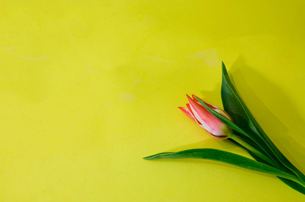 красивый тюльпан на ярком фоне, весенняя концепция, близкий вид  - Фото, изображение