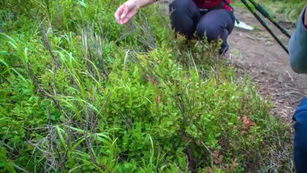 Close up of hikers kneeling to pick wild berries along trail. Low angle view. - Footage, Video