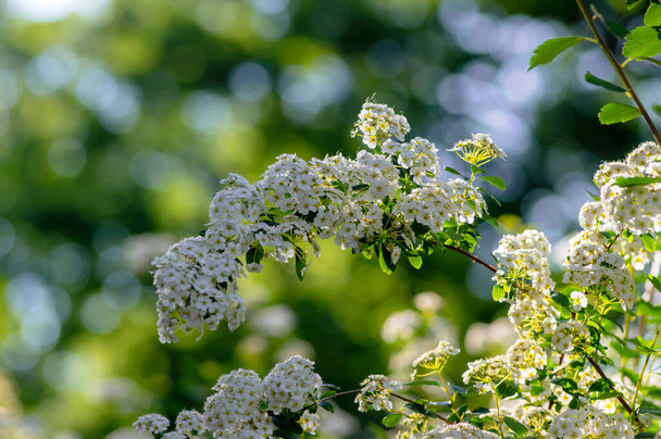 Spiraea vanhouttei meadowsweet ornamental shrub in bloom, group of bright white flowering flowers on branches, green leaves - Φωτογραφία, εικόνα