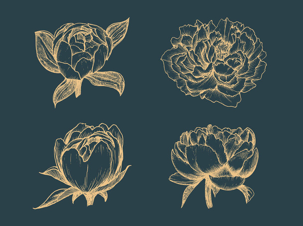 Peony drawings set in vector. Sketches of flowers. - Vecteur, image