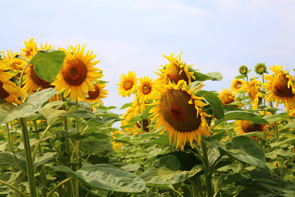 Piękne pole słoneczników w lecie - Zdjęcie, obraz