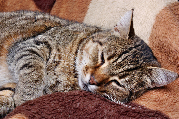 gatto sdraiato
 - Foto, immagini