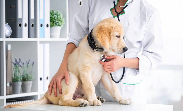 Examining of dog in clinic - 写真・画像