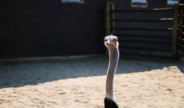 Portrait of the face of an ostrich in the zoo. Love animals concept - Фото, изображение
