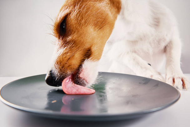 Hungry dog lick empty plate - Photo, Image