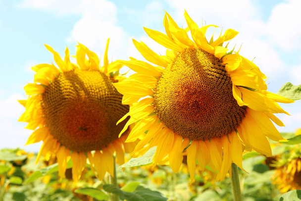 Ein schönes Feld von Sonnenblumen im Sommer - Foto, Bild