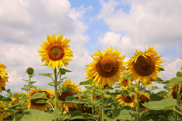 Krásné pole slunečnic v létě - Fotografie, Obrázek