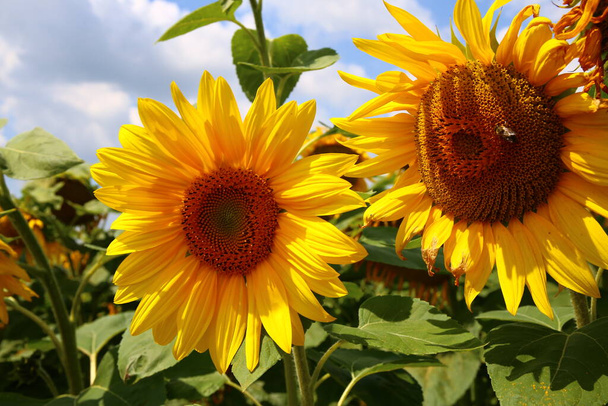 Piękne pole słoneczników w lecie - Zdjęcie, obraz
