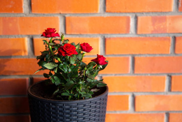 Rosa in miniatura fiori rossi che crescono in vaso di fiori di rattan di plastica di colore nero in casa all'aperto, orticoltura. Profondità di campo ridotta. Spazio per testo su muro di mattoni rossi. - Foto, immagini
