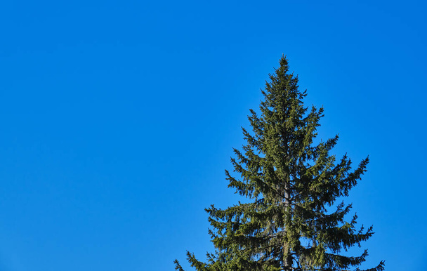 Spruce in the spring, spruce against the blue sky, pine at sunrise. - Foto, afbeelding