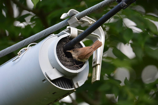House Wren zang vogel nestelen - Foto, afbeelding