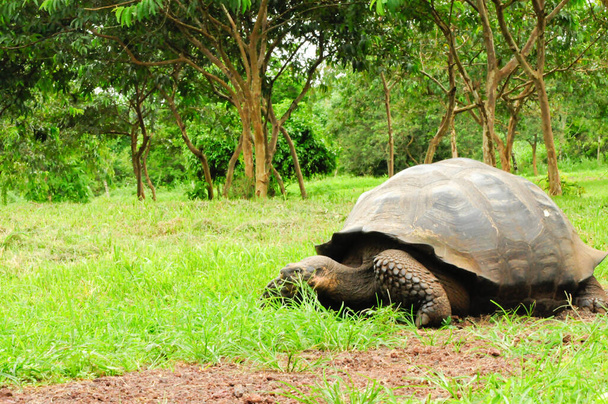 giant turtle or tortoise from Galapagos, Ecuador - Fotoğraf, Görsel