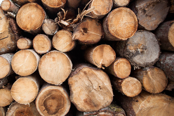 Closeup of round and stacked firewood - Photo, Image
