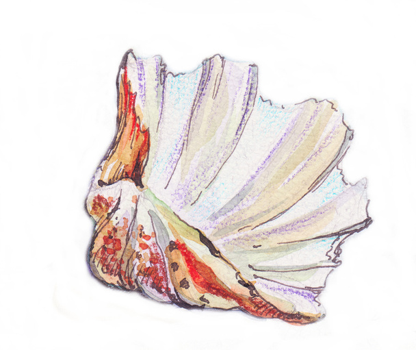 Sea, shell - Photo, Image