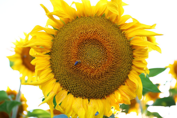 A field of beautiful sunflowers in Ukraine - Photo, Image