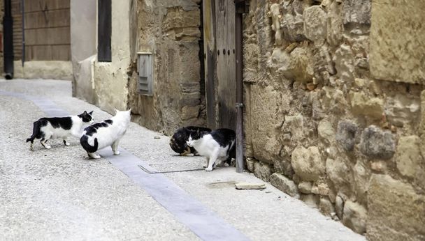 Detail van verlaten en dakloze katten, dierenverzorging - Foto, afbeelding
