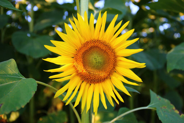 Pole krásných slunečnic na Ukrajině - Fotografie, Obrázek