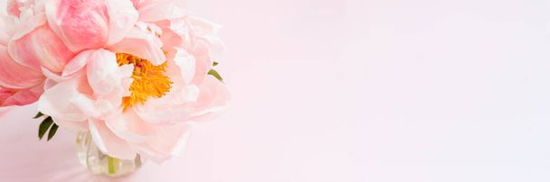美しいピンクの牡丹 - 写真・画像