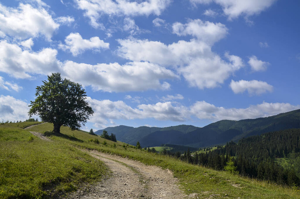 Big lonely oak tree on the top of the hill in summer mountains in clearly weather. Ukraine, Carpathians.  - Photo, Image