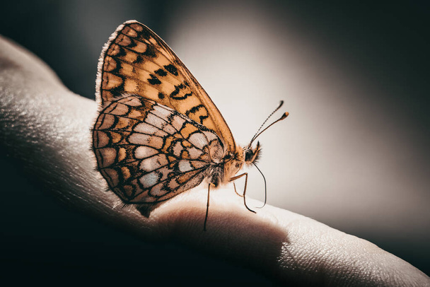 Butterfly sitting on the side of hand sensing with nozzle - Foto, Bild
