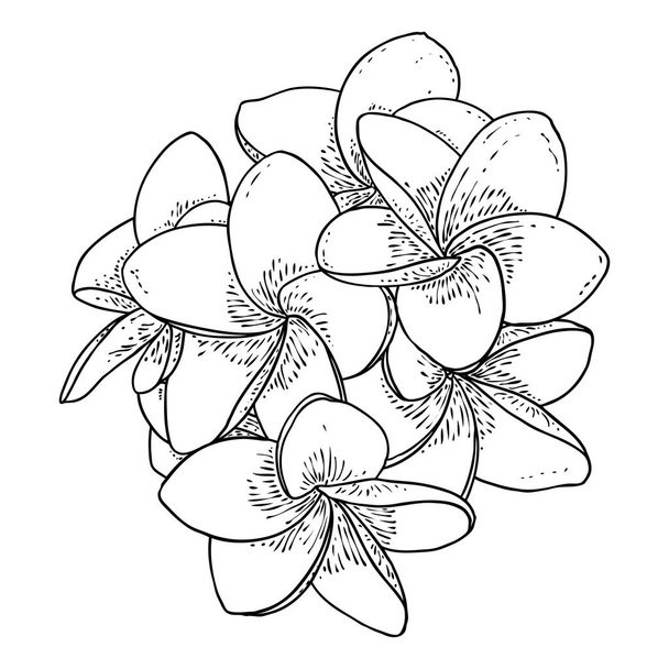 Plumeria flower design. Tropical flower of exotic plant made of real plumeria. Blossom of Hawaiian frangipani with open petals, isolated. Traditional floral welcome decoration. Vector. - Vektori, kuva