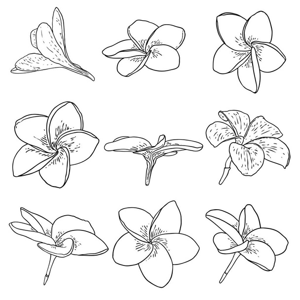 Plumeria flowers set. Exotic tropical jungle floral collections for decoration and pattern making. Caribbean, outside plants heads, open blooms. Line hand drawing style art. Vector. - Vektor, kép