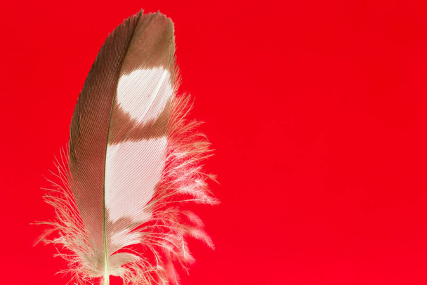 A closeup of a half torn brown and white feather on a vibrant red background - copy space in the right - Φωτογραφία, εικόνα