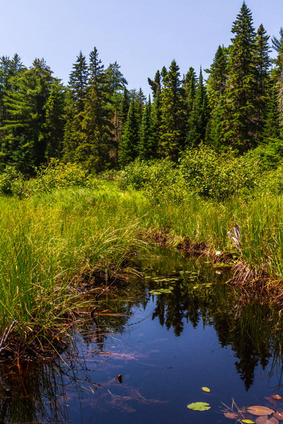  Szeryfie. Przepłyń przez bagna. Potok przez gęstą zieloną roślinność na mokradłach w Parku Prowincji Algonquin Ontario, Kanada - Zdjęcie, obraz