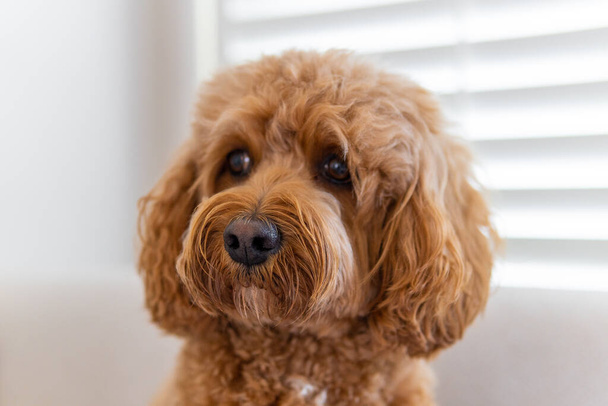 Cavapoo dog, mixed-breed of Cavalier King Charles Spaniel and Poodle. - Фото, зображення