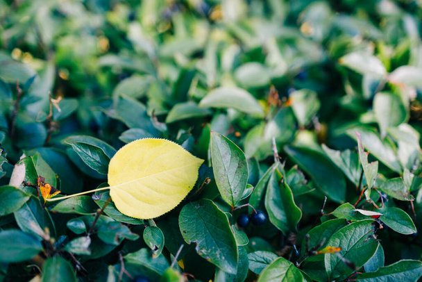 gelbes Blatt auf grünen Blättern von Sträuchern mit schwarzen Beeren. Farbkontrast - Foto, Bild