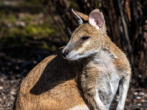 The agile wallaby, Macropus agilis also known as the sandy wallaby is a species of wallaby found in northern Australia and New Guinea. - Photo, Image