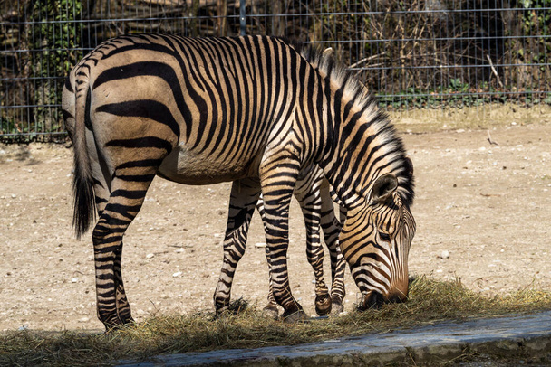 Equus zebra hartmannae es una subespecie de cebra montañosa que se encuentra en el extremo suroeste de Angola y el oeste de Namibia.. - Foto, imagen